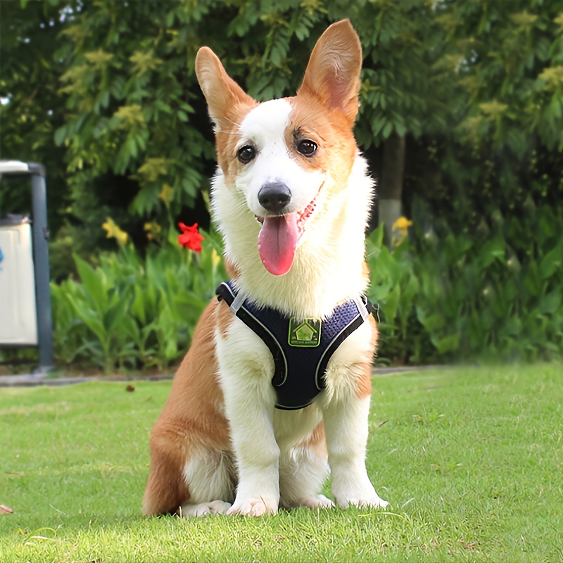 Светоотражающий комплект шлейк – обзор и цена No Pull Dog Harness