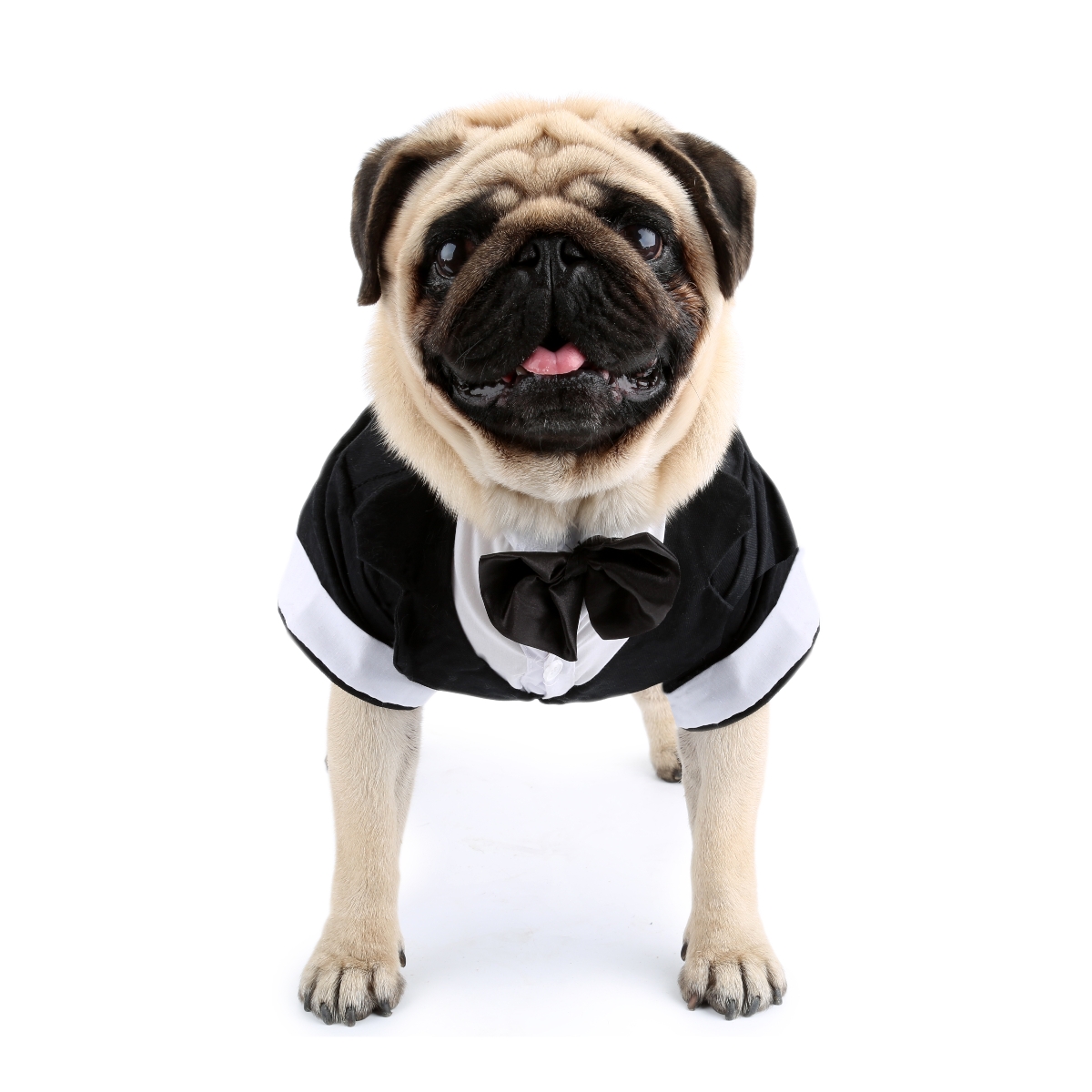 Рубашка для собаки, одежда для – обзор и цена Pet Supplies Co